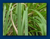 Bear Grass