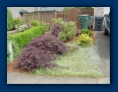 Japanese Maples
and assorted jungle
