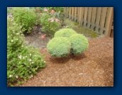 Topiary Bush