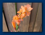 Gladiola?