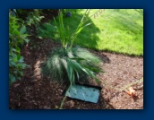 Gladiola? over one of
the sprinkler valve panels