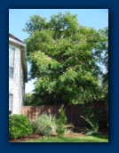 Mimosa Tree
(aka: Silk Tree)