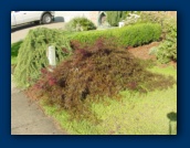 Japanese Maple