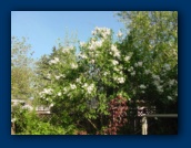 White Lilacs