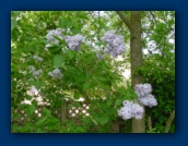 Purple Lilacs