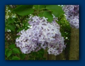 Purple Lilacs