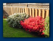 Viburnum davidii (left)
Azalea (right)