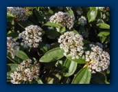 Viburnum davidii