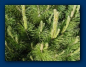 Evergreen closeup