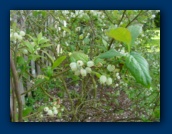 Blueberries in the making