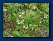 Blueberries in the making