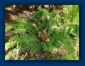 Ferns