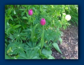 Tulips growing in
the Lupin