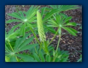 Lupin with floral bud