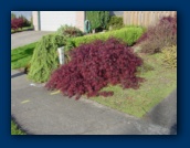 Japanese Maple