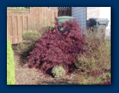 Japanese Maple