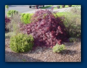 Japanese Maple