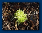 Tuft of Moss
(it looked interesting)