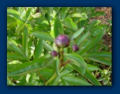 Peony starting to bud