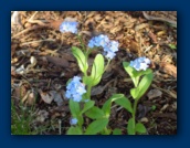 Forget-me-nots