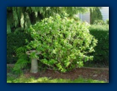 Hydrangea
preparing to bloom