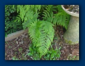 Ferns