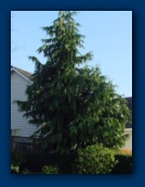 Neighbor's Cedar Tree