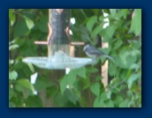 Bird at the feeder