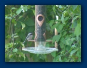 Bird at the feeder