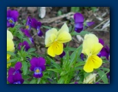 Assorted Pansies